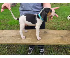 7 weeks old Coonhound puppies for sale - 6
