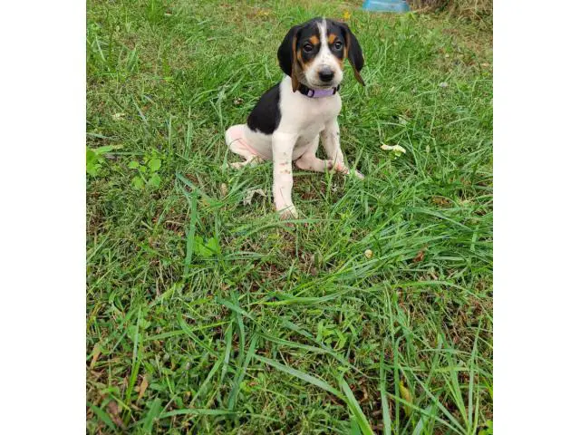 7 weeks old Coonhound puppies for sale - 7/9