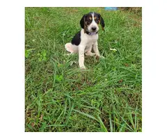 7 weeks old Coonhound puppies for sale - 7
