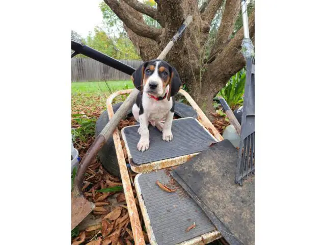 7 weeks old Coonhound puppies for sale - 8/9