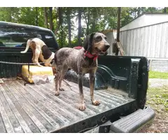 7 weeks old Coonhound puppies for sale - 9