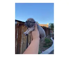 Frenchie puppies litter