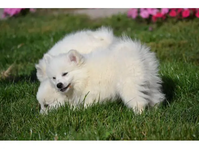 3 American Eskimo puppies for sale - 2/9