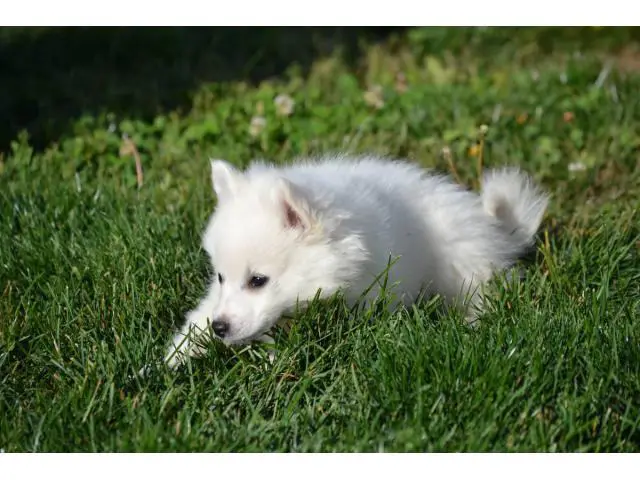 3 American Eskimo puppies for sale - 4/9