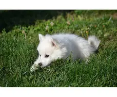 3 American Eskimo puppies for sale - 4