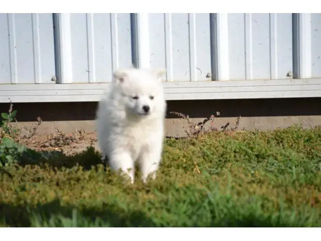 3 American Eskimo puppies for sale - 5/9
