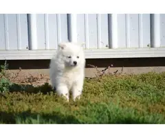 3 American Eskimo puppies for sale - 5