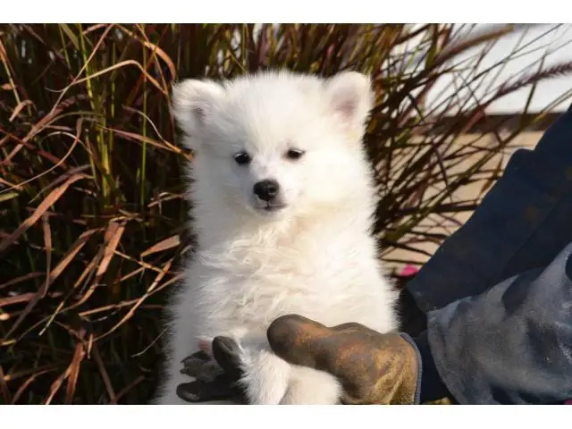 3 American Eskimo puppies for sale - 7/9