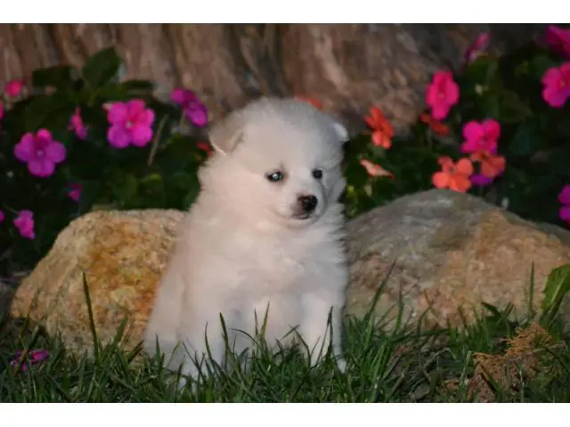 3 American Eskimo puppies for sale - 8/9