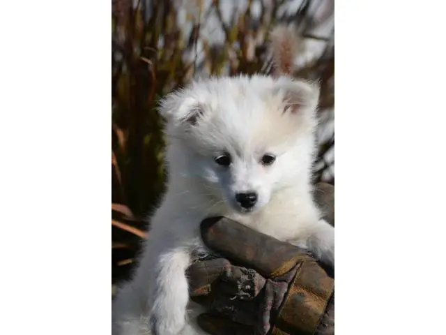 3 American Eskimo puppies for sale - 9/9