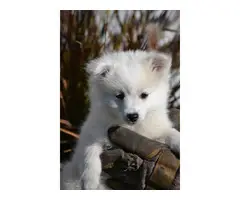 3 American Eskimo puppies for sale - 9