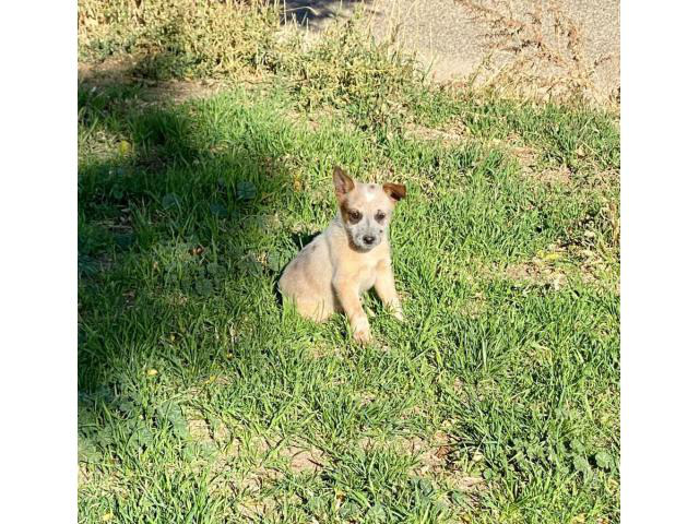 2 Red Heeler Puppies for Their New Home in Eagle, Idaho