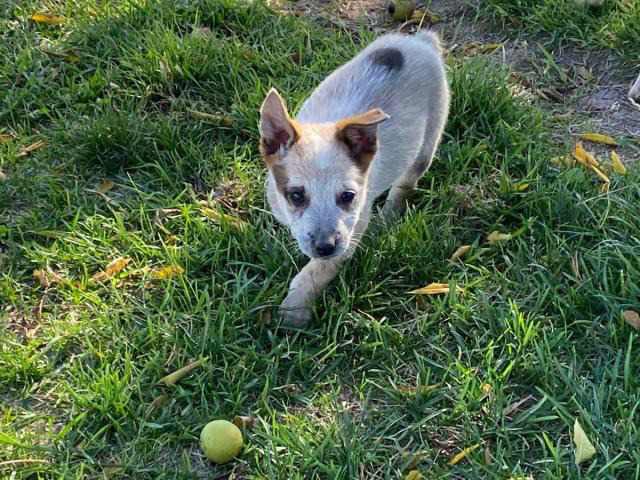 2 Red Heeler Puppies for Their New Home in Eagle, Idaho