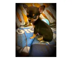 2 gorgeous Applehead Chihuahua puppies for sale