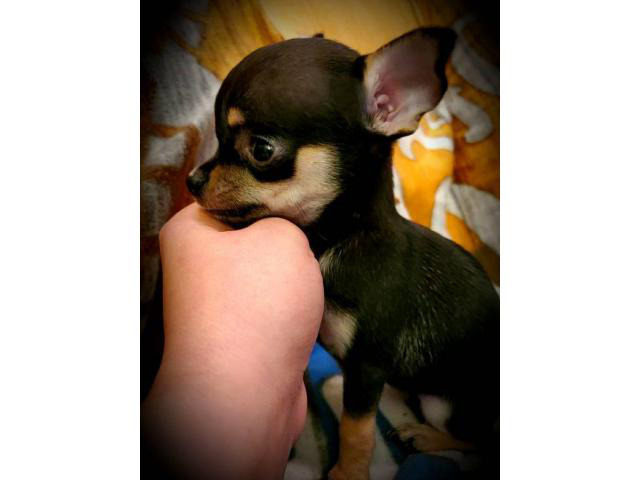 2 Applehead Chihuahua puppies for sale in Port