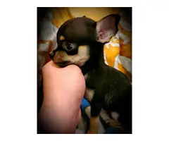 2 gorgeous Applehead Chihuahua puppies for sale - 2