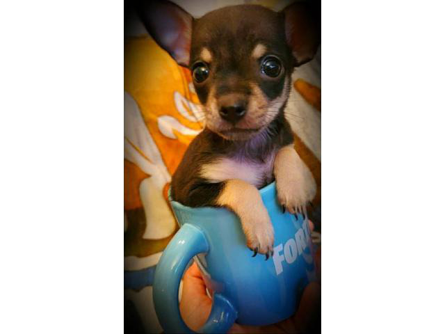 2 Applehead Chihuahua puppies for sale in Port