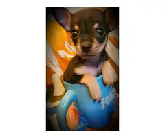 2 gorgeous Applehead Chihuahua puppies for sale - 3