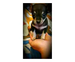 2 gorgeous Applehead Chihuahua puppies for sale - 5