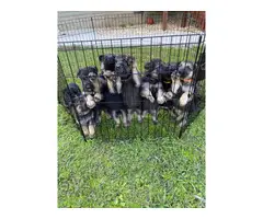 5 German Shepherd Puppies for Sale - 6
