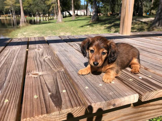 8 weeks Mini Dachshund female long-haired puppy in ...