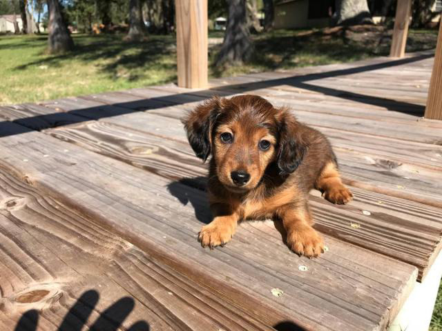 8 weeks Mini Dachshund female long-haired puppy Jacksonville - Puppies ...