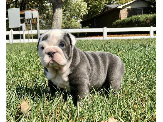 Tiny bulldog puppies For adoption Cameron Puppies for