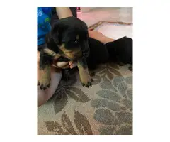 Rottweilers for sale - 2