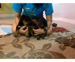 Rottweilers for sale - 3