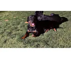 Rottweilers for sale - 4