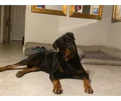 Rottweilers for sale - 5