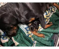 Rottweilers for sale - 6
