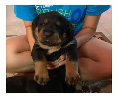 Rottweilers for sale - 7