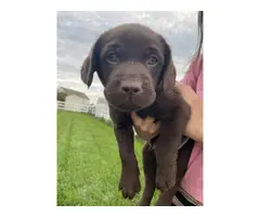 AKC male Chocolate Lab Puppies for Sale