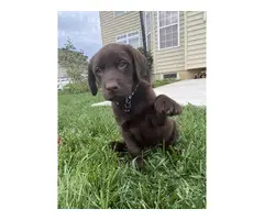 AKC male Chocolate Lab Puppies for Sale - 2