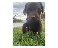 AKC male Chocolate Lab Puppies for Sale - 3