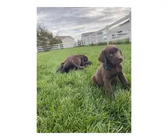 AKC male Chocolate Lab Puppies for Sale - 4
