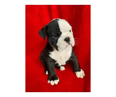 4 English bulldog puppies for sale