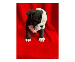 4 English bulldog puppies for sale - 2