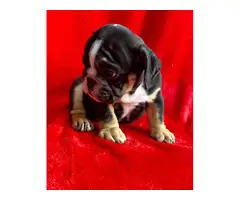 4 English bulldog puppies for sale - 4