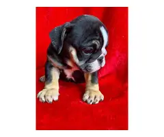 4 English bulldog puppies for sale - 5