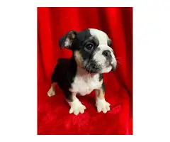 4 English bulldog puppies for sale - 6