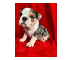 4 English bulldog puppies for sale - 7