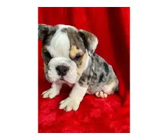 4 English bulldog puppies for sale - 8