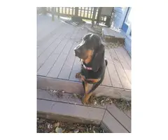 6 months old AKC Bloodhound Puppy - 2