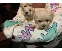 2 Maltipoo Puppies Left - 4