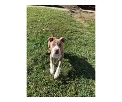 brindle pit bull puppy looking for a good home