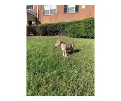 brindle pit bull puppy looking for a good home - 2