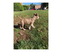 brindle pit bull puppy looking for a good home - 3