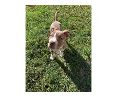 brindle pit bull puppy looking for a good home - 5